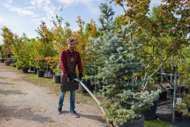 Best Commercial Tree Services  in Linden, AZ